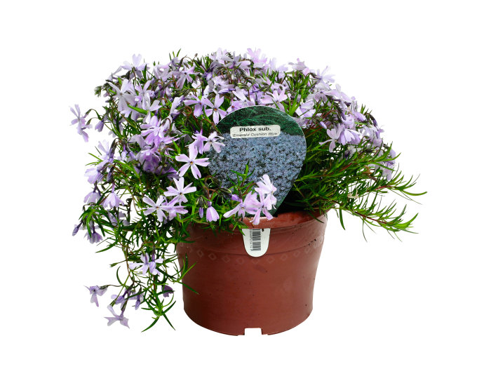 Stauder i 17 cm potte - flere sorter